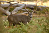 Mule deer, Yosemite Valley. Yosemite National Park, California, USA. Image #07636