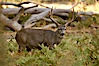 Mule deer, Yosemite Valley. Yosemite National Park, California, USA. Image #07636