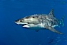 A great white shark swims through the clear waters of Isla Guadalupe, far offshore of the Pacific Coast of Baja California.  Guadalupe Island is host to a concentration of large great white sharks, which visit the island to feed on pinnipeds and tuna. Guadalupe Island (Isla Guadalupe), Baja California, Mexico. Image #07666