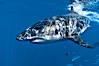 A great white shark swims through the clear waters of Isla Guadalupe, far offshore of the Pacific Coast of Baja California.  Guadalupe Island is host to a concentration of large great white sharks, which visit the island to feed on pinnipeds and tuna. Guadalupe Island (Isla Guadalupe), Baja California, Mexico. Image #07668