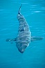 A great white shark swims just below the rippled ocean surface of Isla Guadalupe, far offshore of the Pacific Coast of Baja California. Guadalupe Island (Isla Guadalupe), Baja California, Mexico. Image #07721