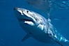 A great white shark swims through the clear waters of Isla Guadalupe, far offshore of the Pacific Coast of Baja California.  Guadalupe Island is host to a concentration of large great white sharks, which visit the island to feed on pinnipeds and tuna. Guadalupe Island (Isla Guadalupe), Baja California, Mexico. Image #07723