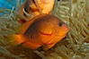 Red saddleback anemonefish. Image #07793
