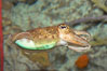 Common cuttlefish, siphon clearly visible on underside of cuttle. Image #07801