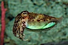Common cuttlefish. Image #07802