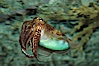 Common cuttlefish. Image #07803