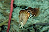 Common cuttlefish. Image #07804