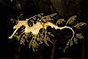 Leafy Seadragon. Image #07813