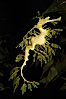 Leafy Seadragon. Image #07814