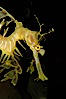 Leafy Seadragon. Image #07815