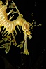Leafy Seadragon. Image #07816