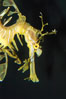 Leafy Seadragon. Image #07817