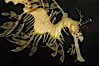 Leafy Seadragon. Image #07818