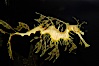 Leafy Seadragon. Image #07819