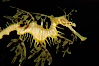 Leafy Seadragon. Image #07820