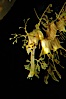 Leafy Seadragon. Image #07821