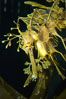Leafy Seadragon. Image #07822