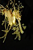 Leafy Seadragon. Image #07823