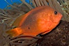 Red saddleback anemonefish. Image #07833