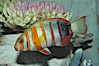 Harlequin tuskfish. Image #07846