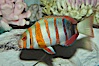 Harlequin tuskfish. Image #07847