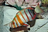 Harlequin tuskfish. Image #07848