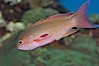 Lyretail fairy basslet, male. Image #07861