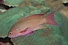 Lyretail fairy basslet, male. Image #07862