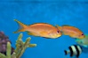 Lyretail fairy basslet, female. Image #07863