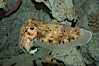 Common cuttlefish. Image #07877