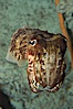 Common cuttlefish. Image #07878