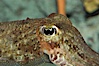 Common cuttlefish. Image #07879