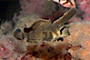 Sailfin sculpin. Image #07895