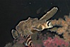Sailfin sculpin. Image #07896