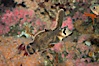 Sailfin sculpin. Image #07897