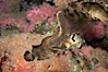Sailfin sculpin. Image #07898