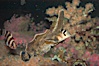 Sailfin sculpin. Image #07899