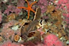 Sailfin sculpin. Image #07900