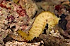 Barbours seahorse. Image #07902
