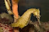 Barbours seahorse. Image #07903