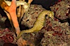 Barbours seahorse. Image #07904
