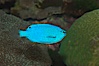 Sapphire devil (blue damselfish), female/juvenile coloration. Image #07918