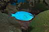 Sapphire devil (blue damselfish), female/juvenile coloration. Image #07919