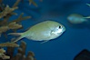 Blue green chromis. Image #07920