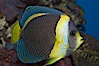 Scribbled angelfish. Image #07921