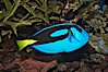 Palette surgeonfish. Image #07922