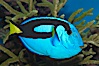 Palette surgeonfish. Image #07923