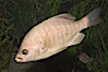 Black perch. Image #07936
