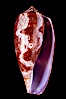 Tulip Cone. Image #07954