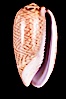 Mustellina Olive. Image #07957